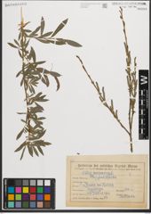 Foto von Salix purpurea L.